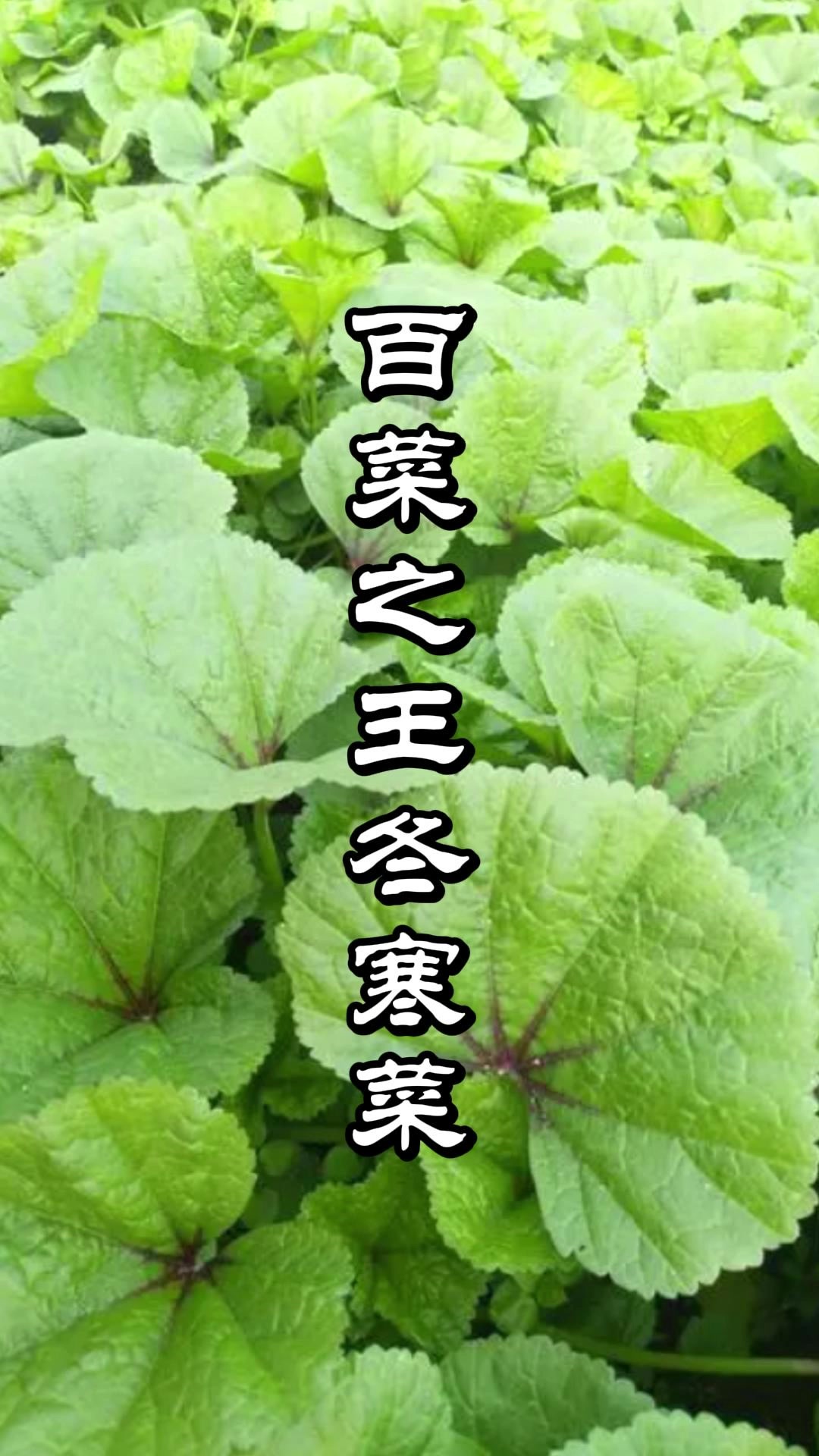 冬寒菜为什么叫百菜之王你们知道吗?