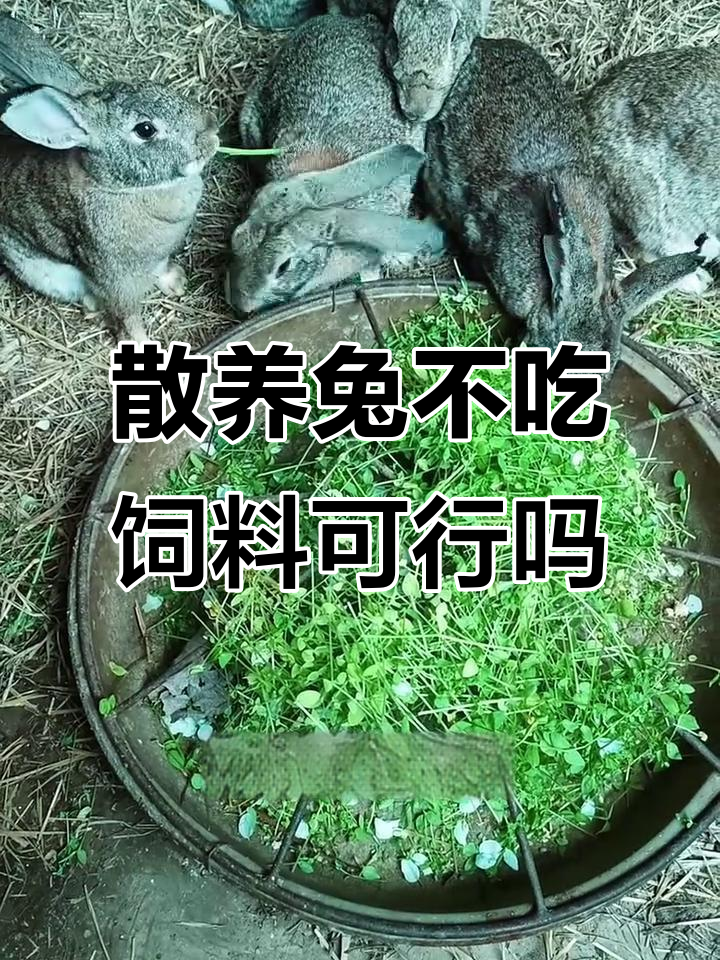 散养兔子只吃草,不喂饲料能行吗?