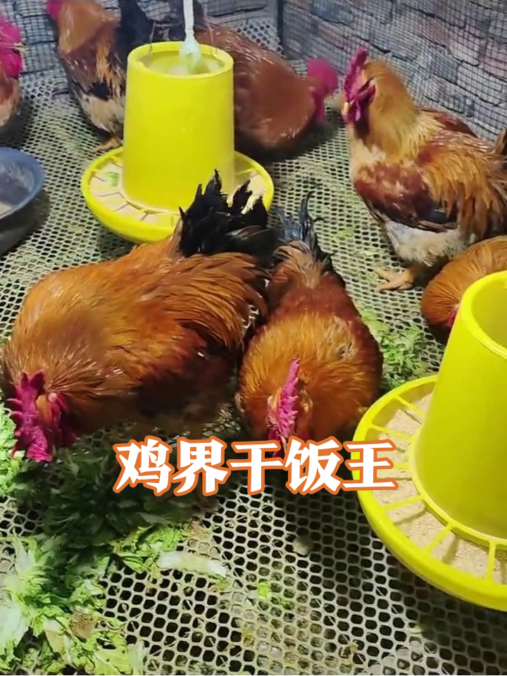 鸡群干饭现场太疯狂!菜叶喂食器遭哄抢,手伸过去都不怕