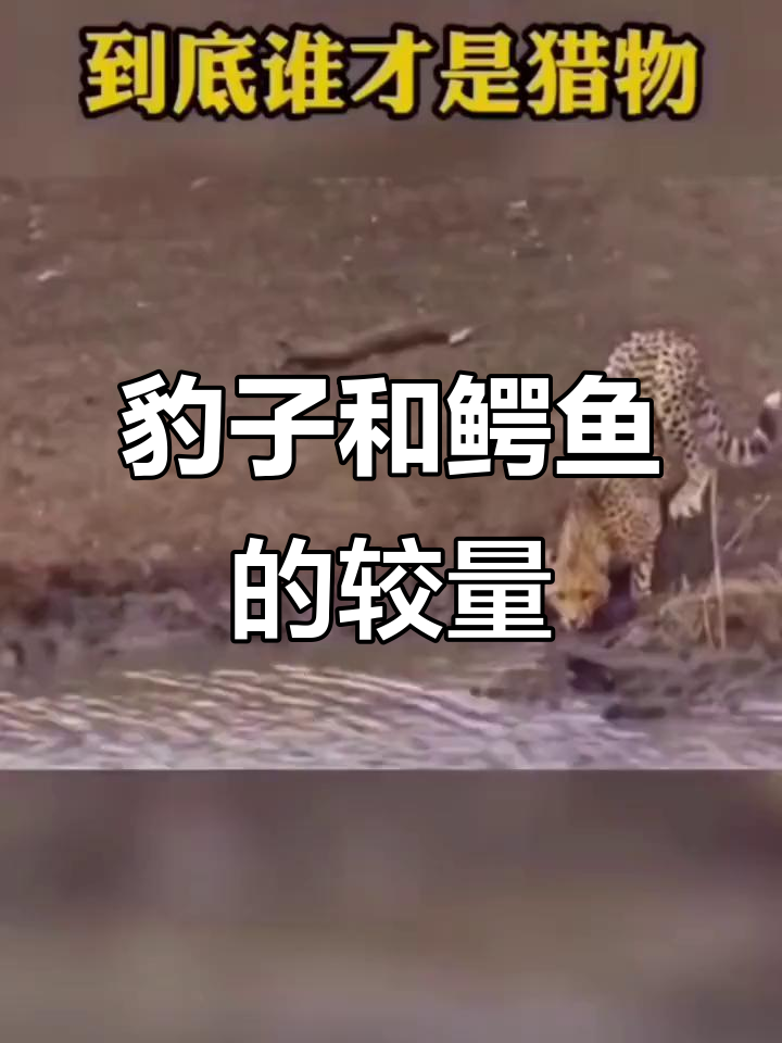 豹子与鳄鱼的对决,谁更胜一筹?
