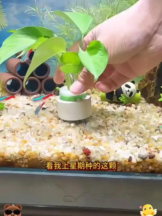 「奇妙妙」水草固定环定植三件套陶瓷环定植棉装饰定植环鱼缸沉环 水草不用花钱买,剪棵绿萝就可