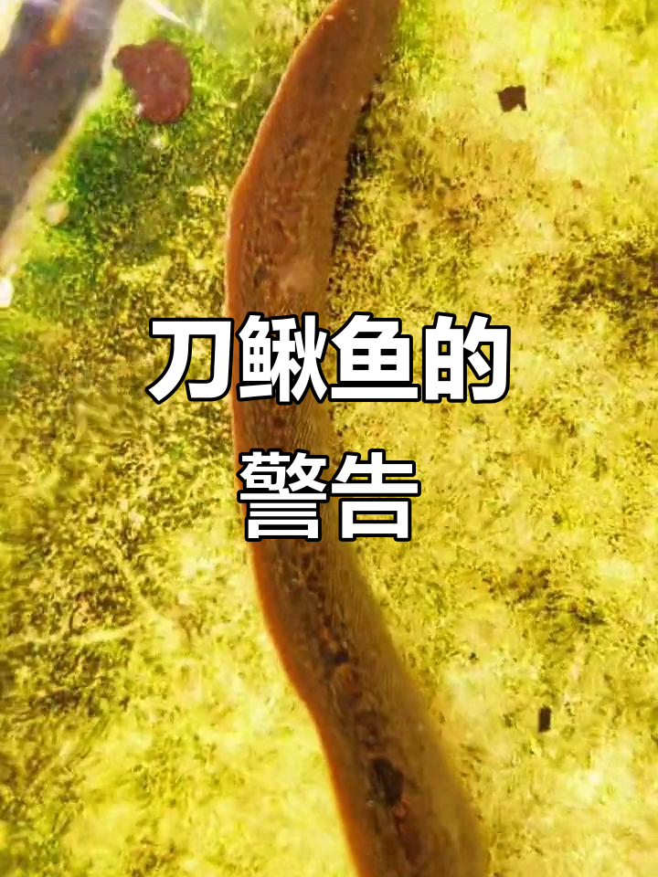 刀鳅鱼背刺锋利,抓捕时需小心,但可放心食用