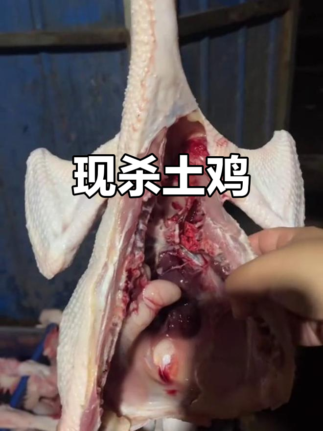 每天现杀土鸡,保证新鲜散养,放心购买!