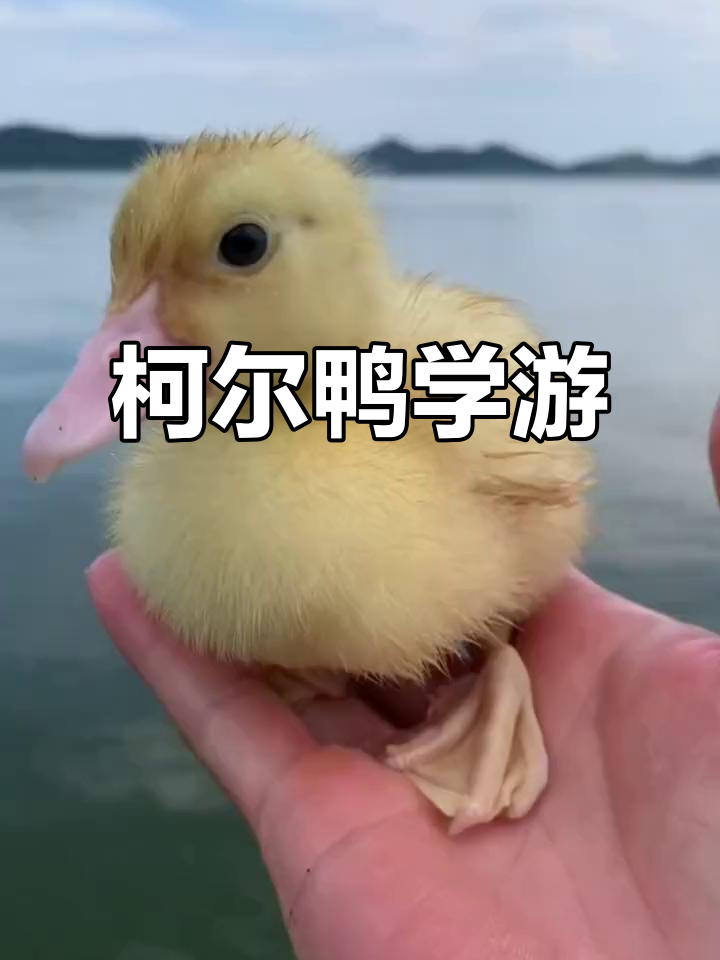 小鸭子初学游泳,萌态十足!