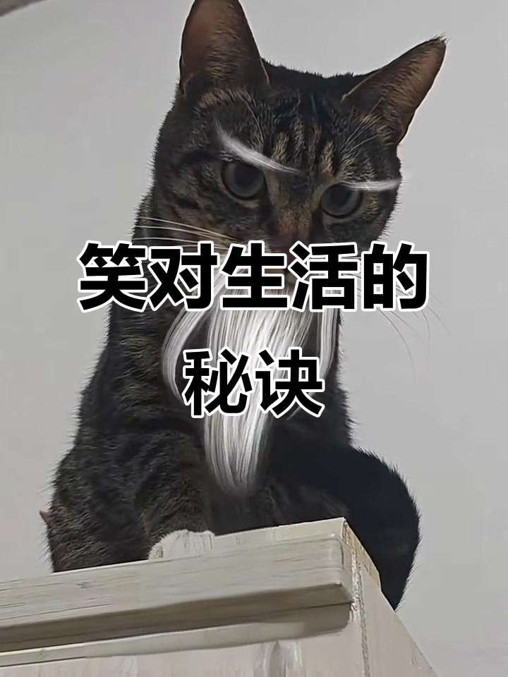 微笑面对生活，汤姆猫教你如何保持乐观