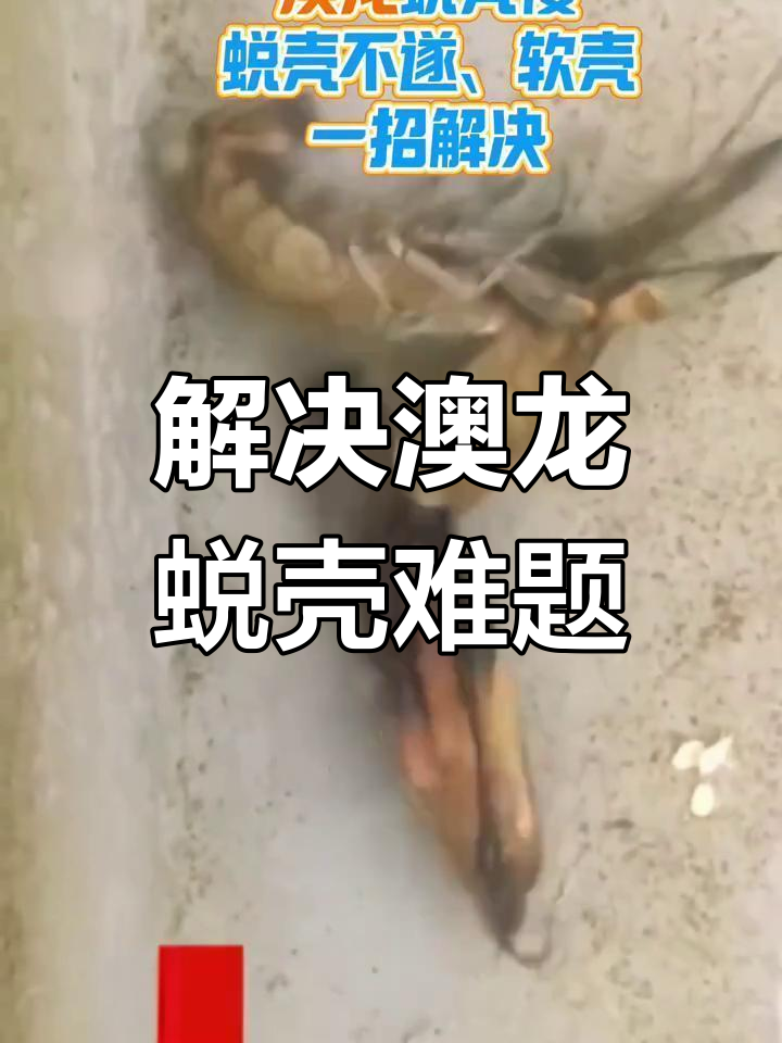 澳洲淡水龙虾蜕壳慢?软壳问题轻松解决!