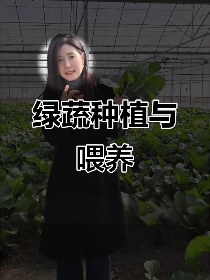 紫菜苔采摘与喂鸡鸭,绿色农业的乐趣