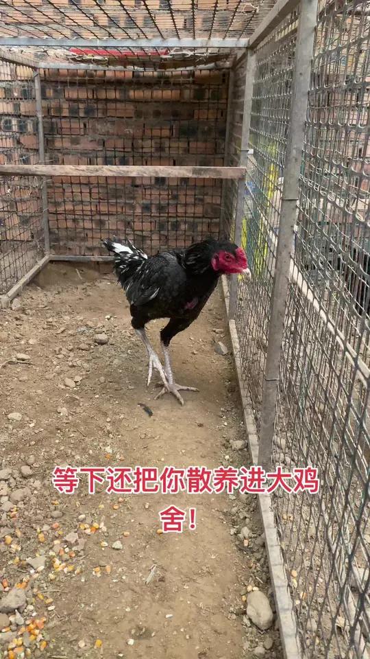 等下还把你散养进大鸡舍!斗鸡战斗公鸡斗鸡高质量斗鸡公鸡中的战斗机