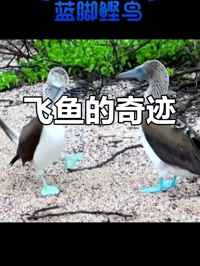 真的见到了飞鱼!鹰追着它在空中翱翔,太不可思议了