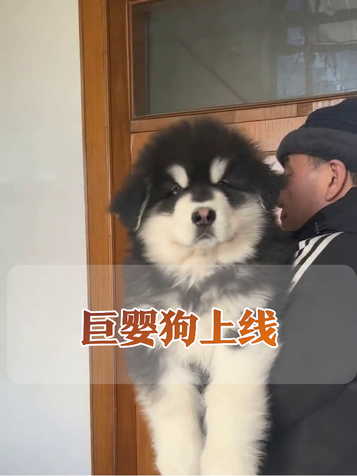 大叔抱20斤“巨婴狗”,狗子一脸无辜:我还是宝宝!
