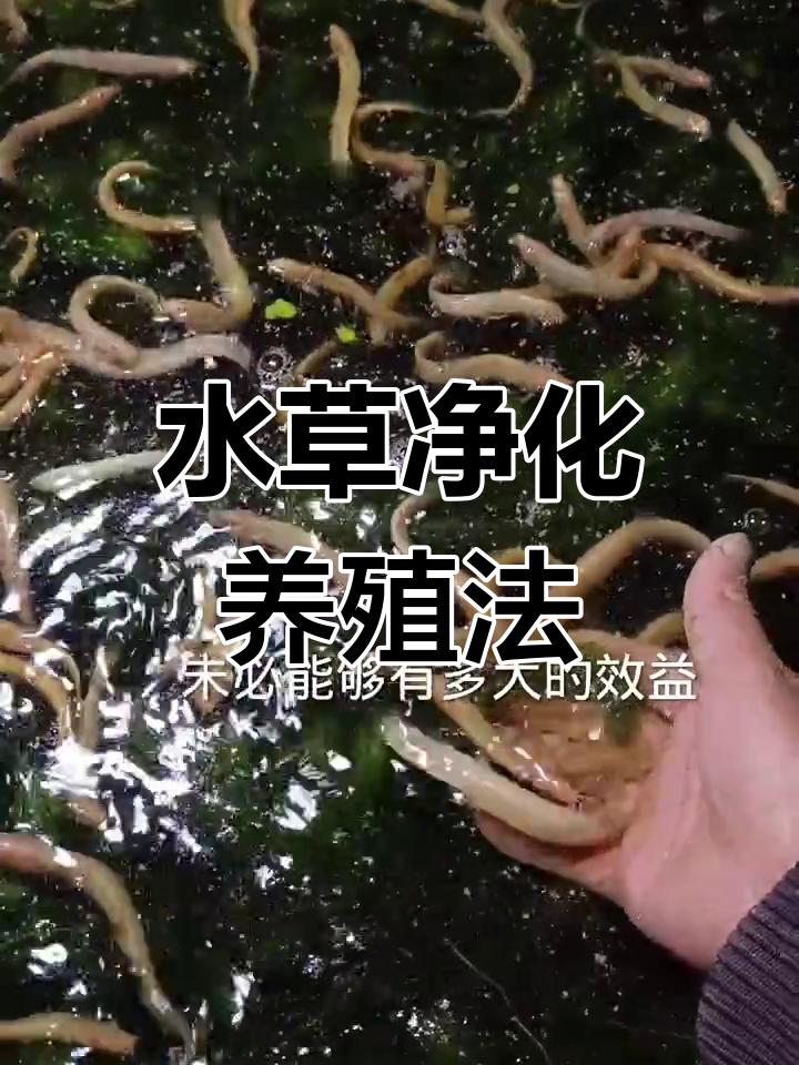 生态养鱼:水草与黄金泥鳅的完美结合,弊端与优势并存