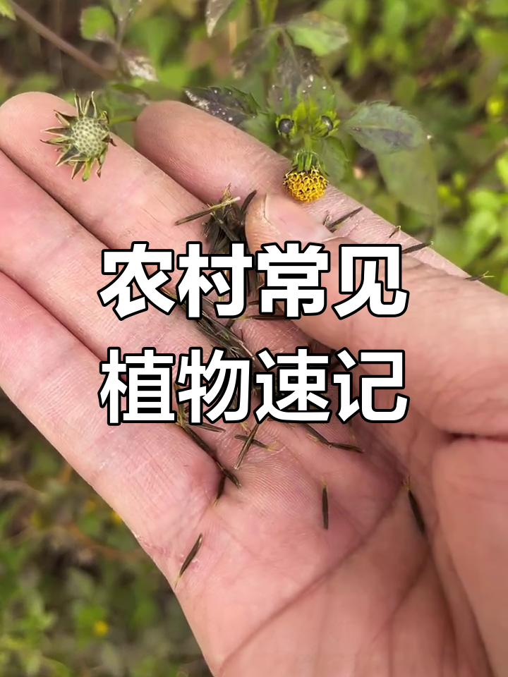 15种常见农村植物大揭秘,看看你认识几种?