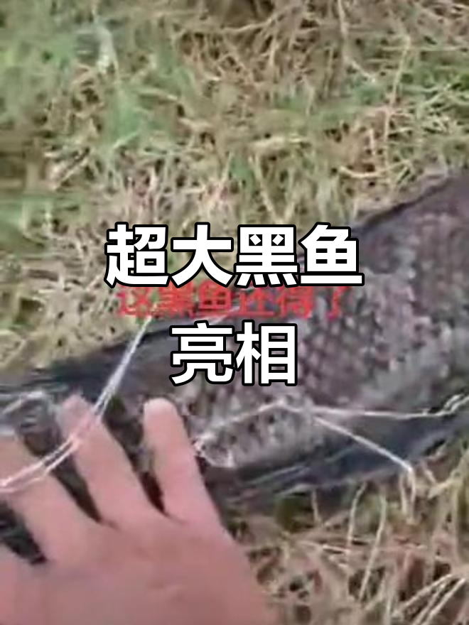 38斤巨型黑鱼现身,竟然没有鱼子!