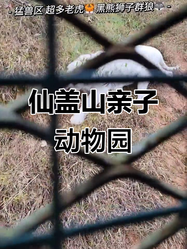 江西仙盖山野生动物园：老虎抓鸡，零距离接触动物超有趣