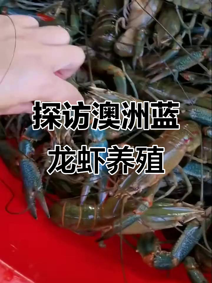 澳洲淡水小龙虾养殖基地揭秘，长沙蓝龙虾的秘密