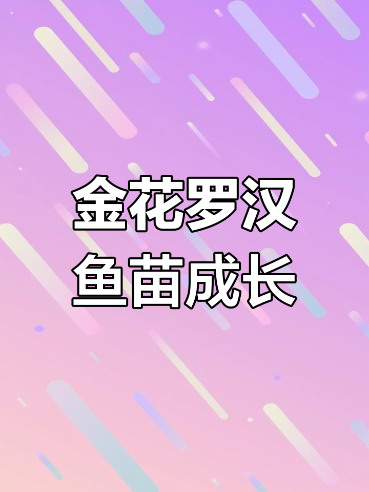 古典金花罗汉鱼苗成长记:26天蜕变,完美纹路惊艳全场