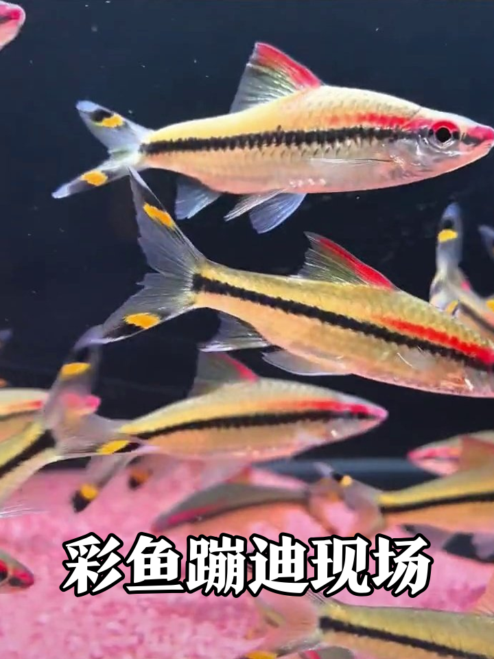 鱼缸里的彩虹派对!这群小鱼把游泳跳成了disco