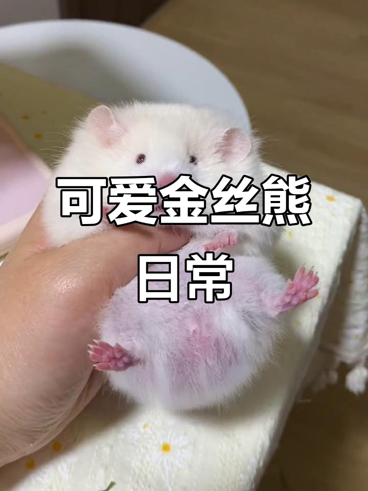 金丝熊的日常,萌态十足!