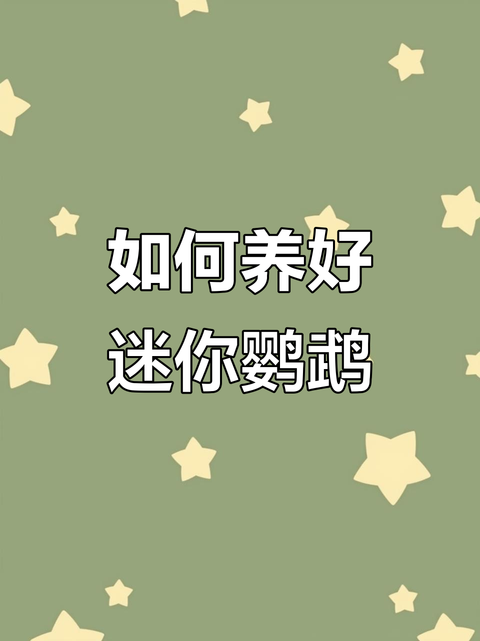 迷你鹦鹉鱼养殖全攻略：从过滤器到繁殖技巧