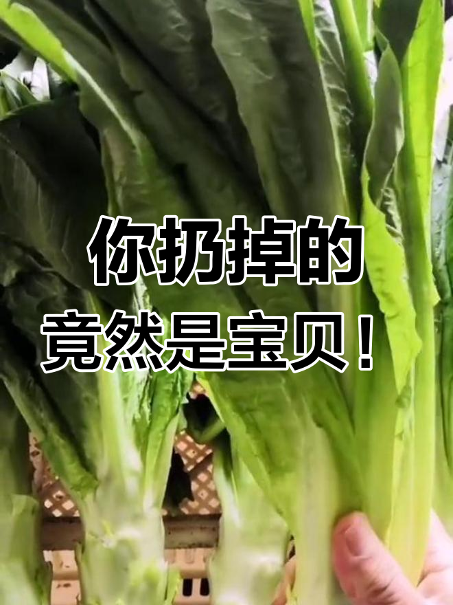 莴苣、生菜和油麦菜的真相,原来它们是“亲戚”!