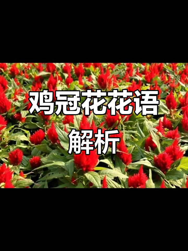 鸡冠花的花语:真爱永恒,永不凋谢的誓言