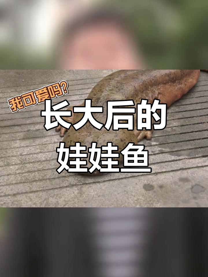 娃娃鱼成长变化,萌态不再