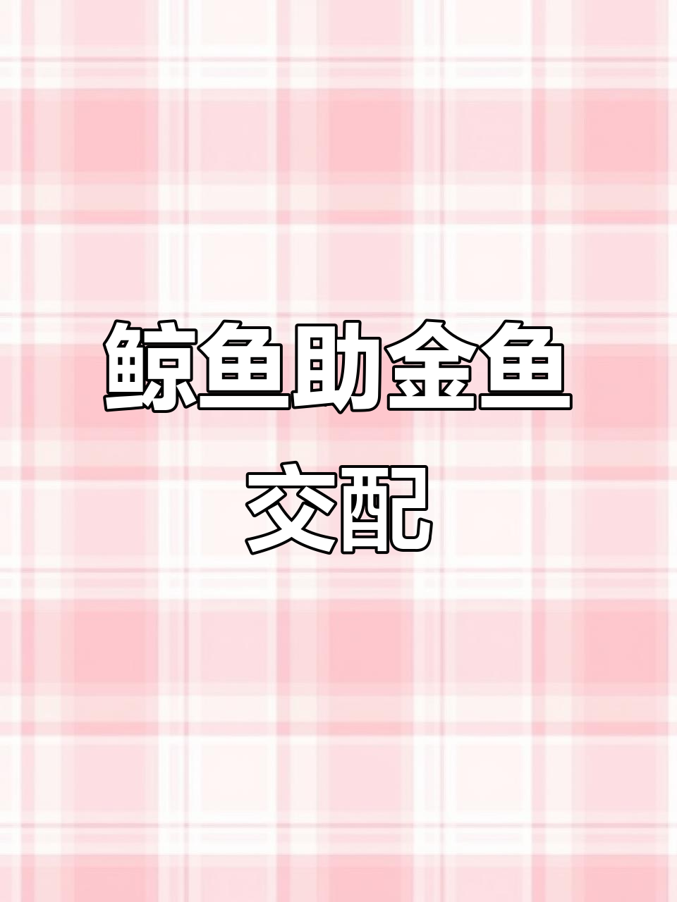 金鱼交配时,鲸鱼的神奇“帮忙”方式