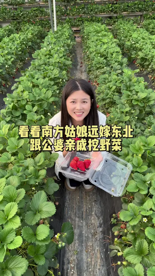 南方姑娘远嫁东北的一天，看看挖野菜、摘蓝莓草莓，做的荠菜蒸饺有多香！