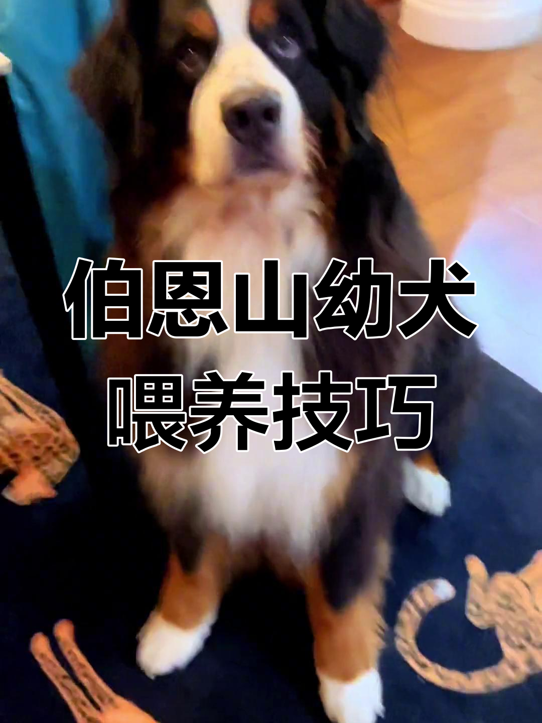 伯恩山幼犬的饮食搭配