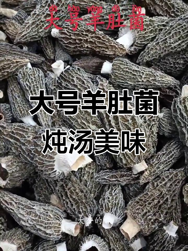 新鲜羊肚菌大揭秘,煲汤蒸煮皆宜!