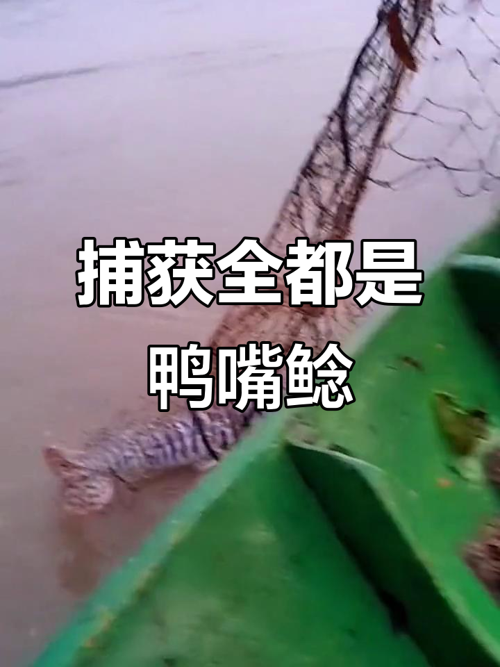 粘网捕捞鸭嘴鲶,今天运气爆棚全是收获