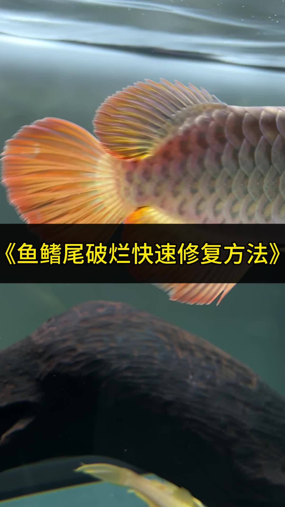 龙鱼鳍尾打架被咬伤破裂快速修复方法 观赏鱼 养鱼经验分享 龙鱼 水族 养鱼人