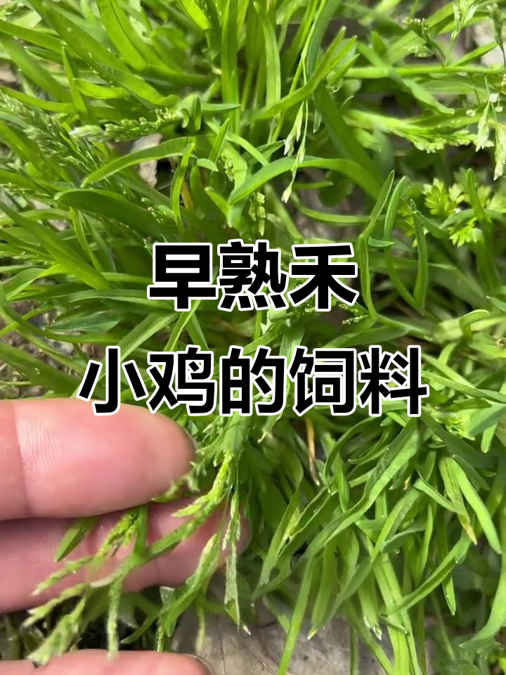 小鸡草原来是这种植物，生命力超强！