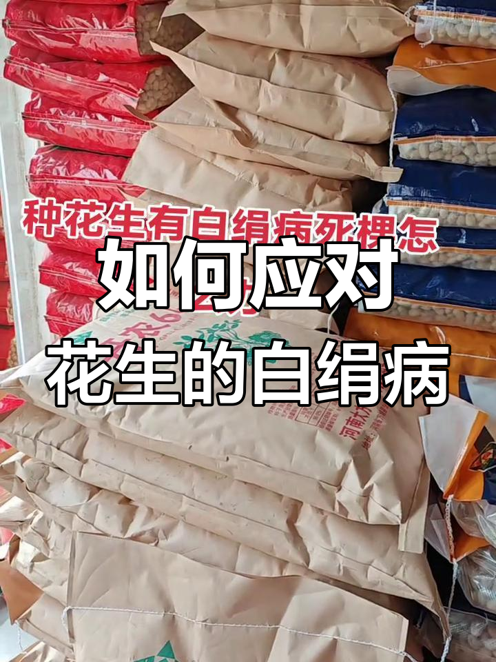 花生白绢病死棵怎么办?选对种子和药剂,防治效果翻倍