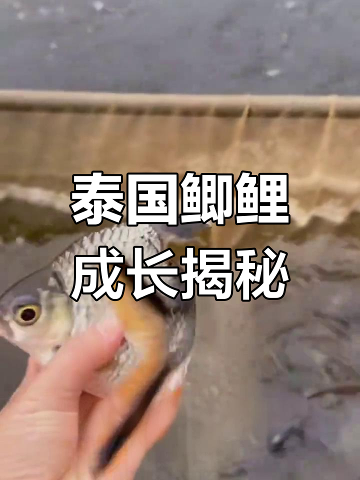 泰国鲫鲤:美丽银鳞与黑红双线,成鱼体长35厘米