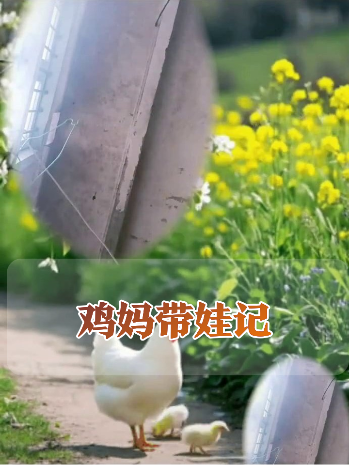 鸡妈妈当导游带娃春游,小鸡崽走路跌跌撞撞萌翻了