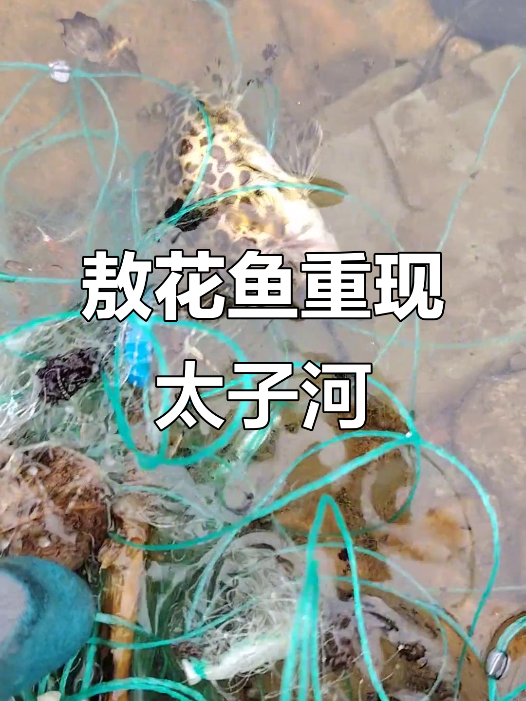 兰河峪野生敖花鱼再现太子河流域,生态回归令人惊喜