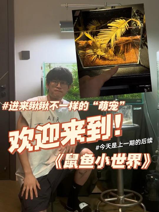 欢迎来到《鼠鱼小世界》进来瞅瞅不一样的宠物