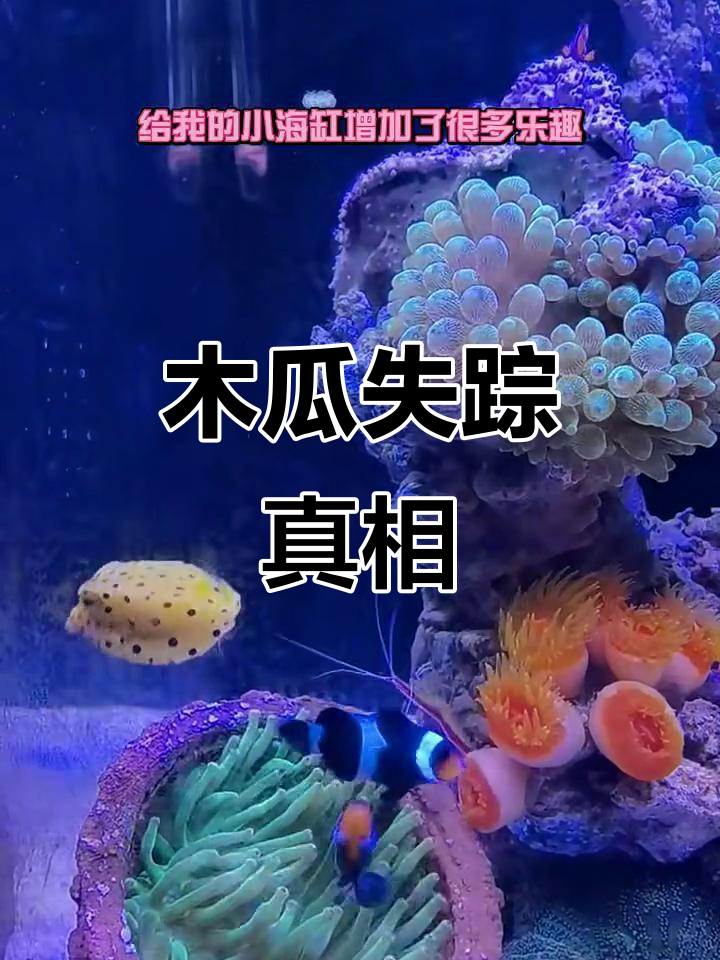 我的木瓜鱼突然消失了,竟是它吃了!