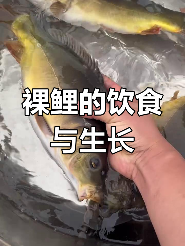 裸鲤杂食,米糠麦穗皆可吃,一年能长三五斤