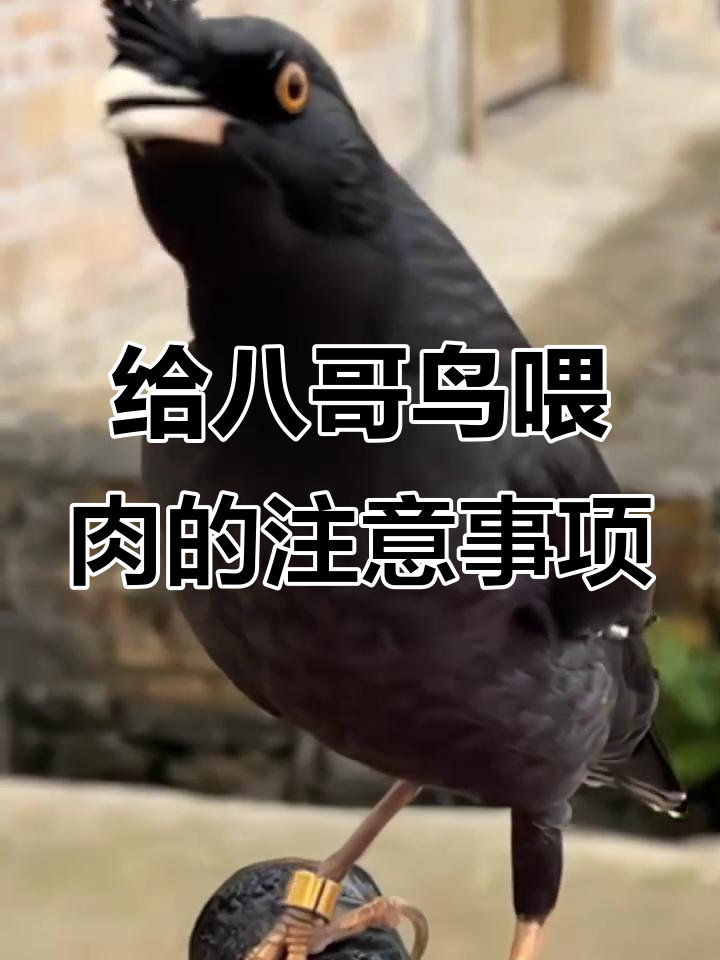 八哥鸟吃肉能补充蛋白质,但要注意卫生和适量