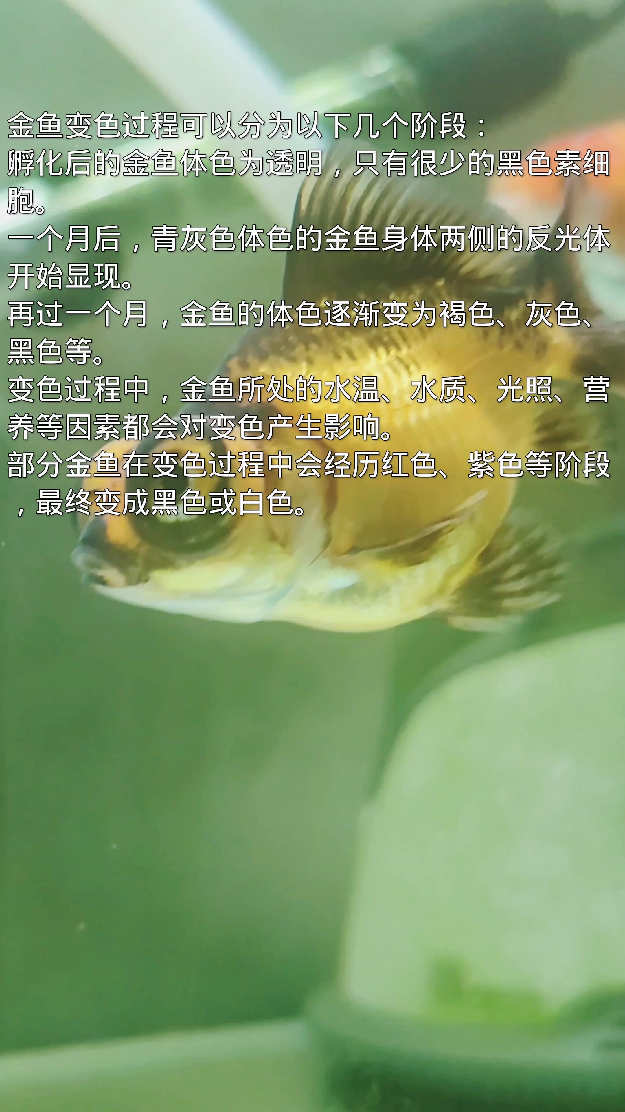 买了条黑色的金鱼,养着养着不见了,多出来一条红色的 金鱼 金鱼变色 观赏鱼