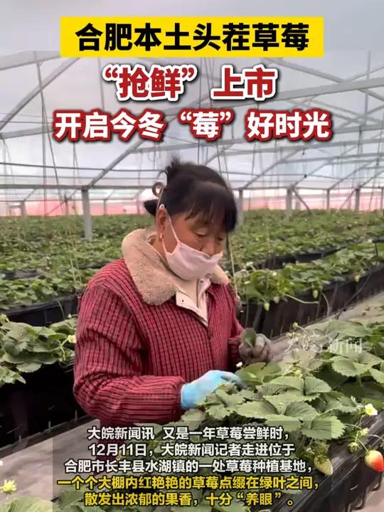 合肥本土头茬草莓“抢鲜”上市 开启今冬“莓”好时光 合肥本地 大皖新闻讯 又是一年草莓尝鲜
