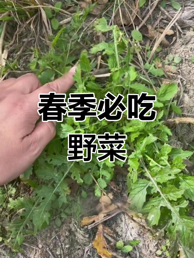 假荠菜:春季野菜的美味选择