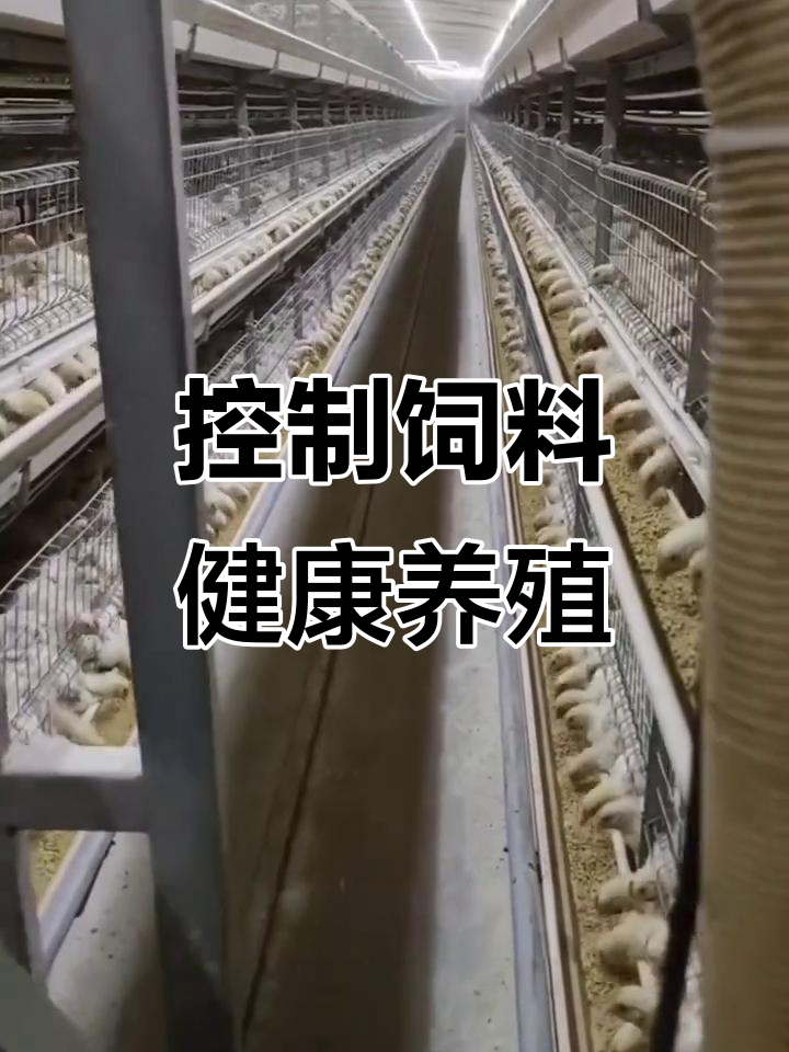 笼养肉鸡控料技巧:如何科学管理增肥