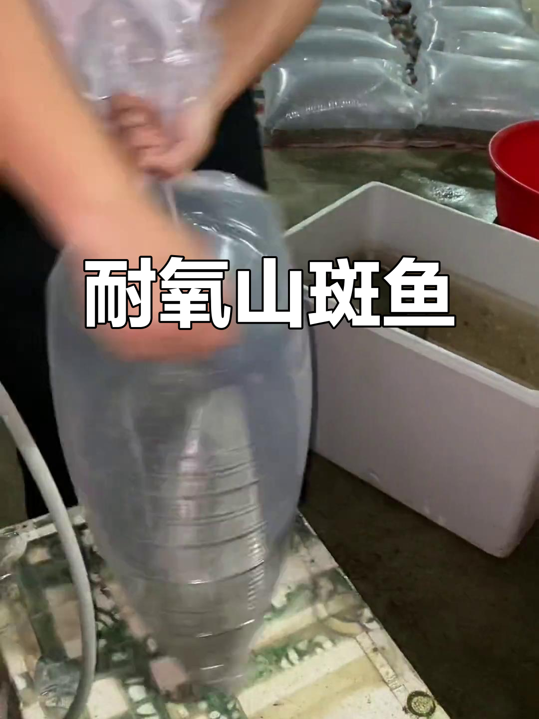 山斑鱼,淡水中的生存奇迹,能离水24小时!