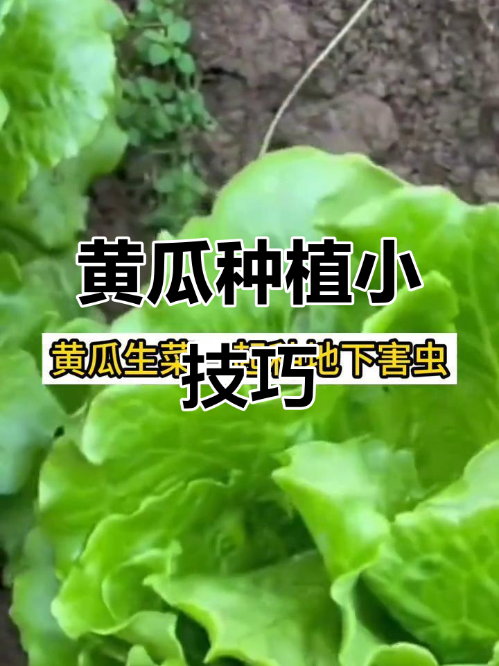 黄瓜与这些作物搭配,效果惊人!防病增产全搞定