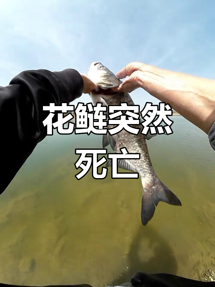 鲢鳙翻肚皮死亡,花鲢的粘液让人恶心