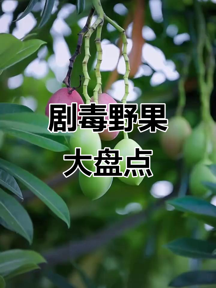 这些野果有毒,吃了可能进医院!