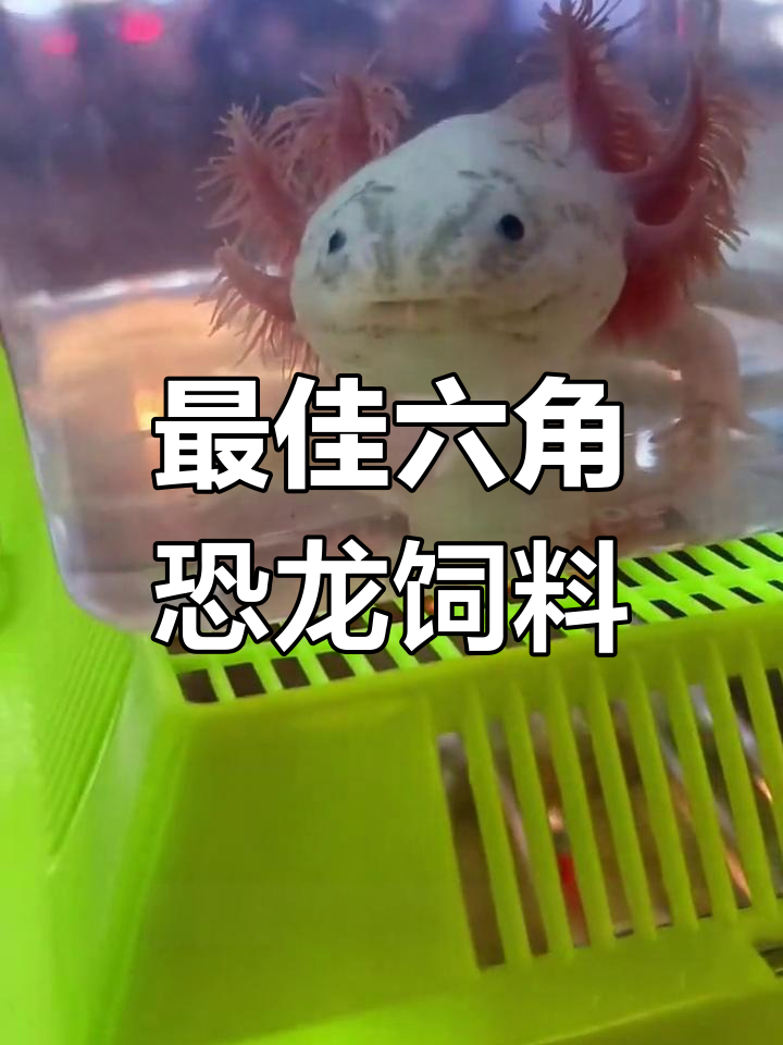 六角恐龙鱼食物推荐,营养与便捷性综合考量